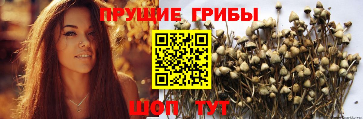 Псилоцибиновые грибы мицелий  Галлюциногенные грибы прущие грибы  Усолье-Сибирское  Вход с VPN 